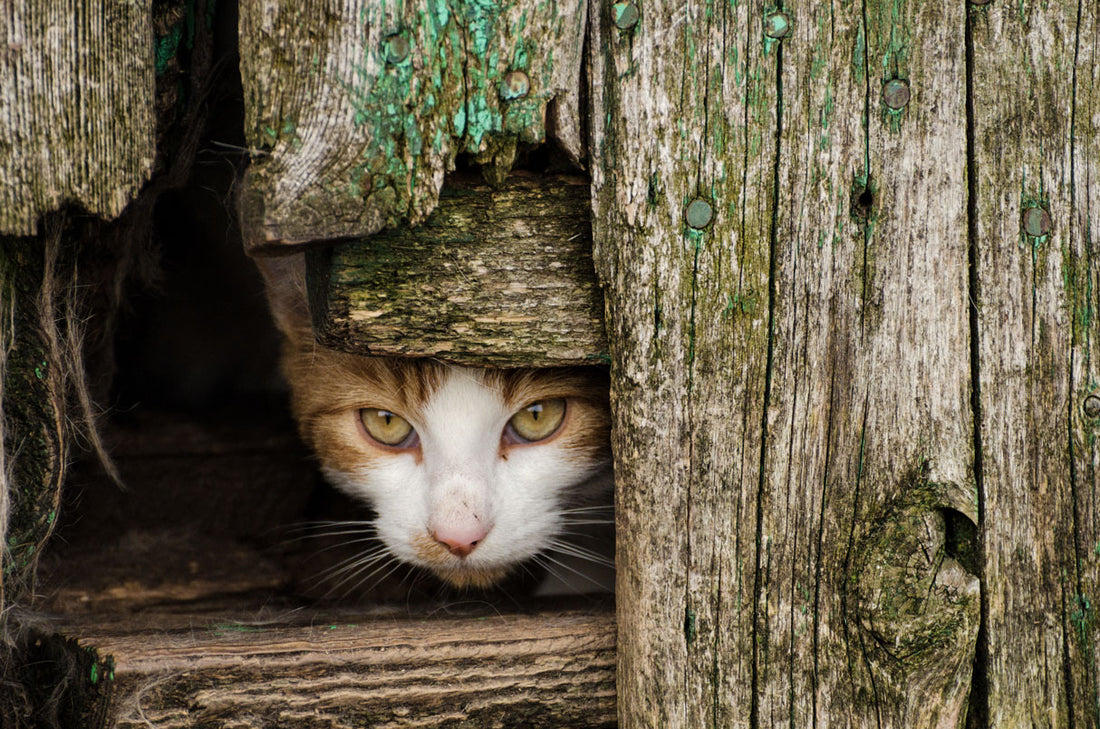 Feral Cat looking out of hole