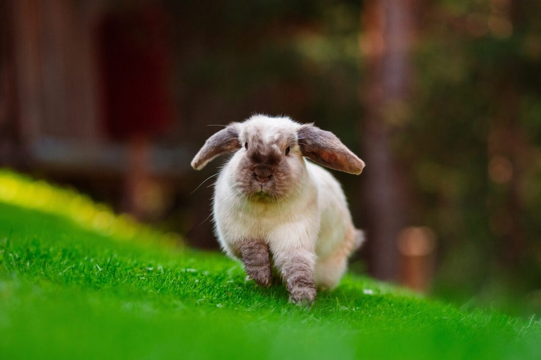 Spring Grazing: Safe Outdoor Time for Rabbits in Blooming Weather