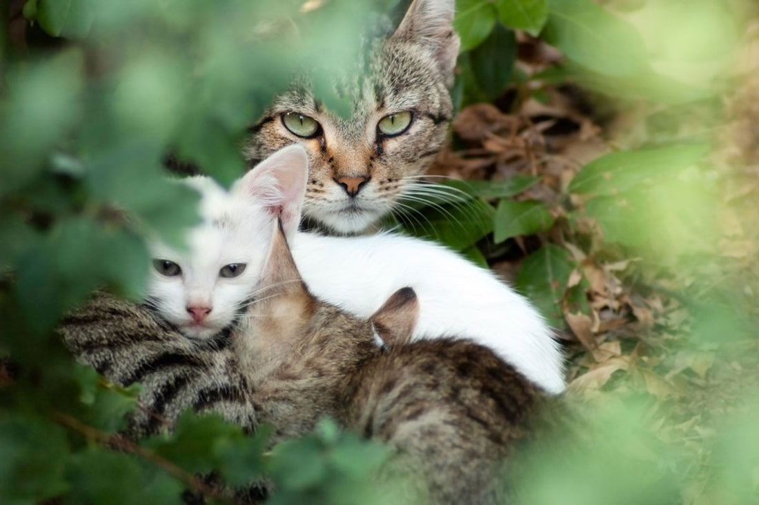 Mother feral cat and her kittens