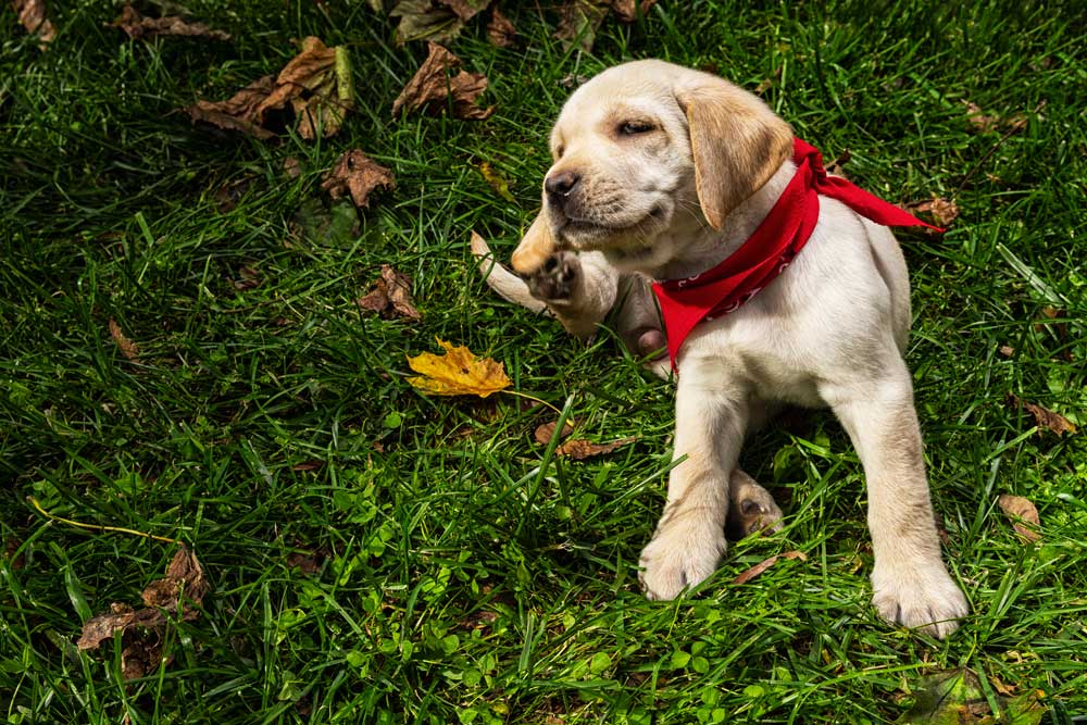 puppy scratching his ear for fleas