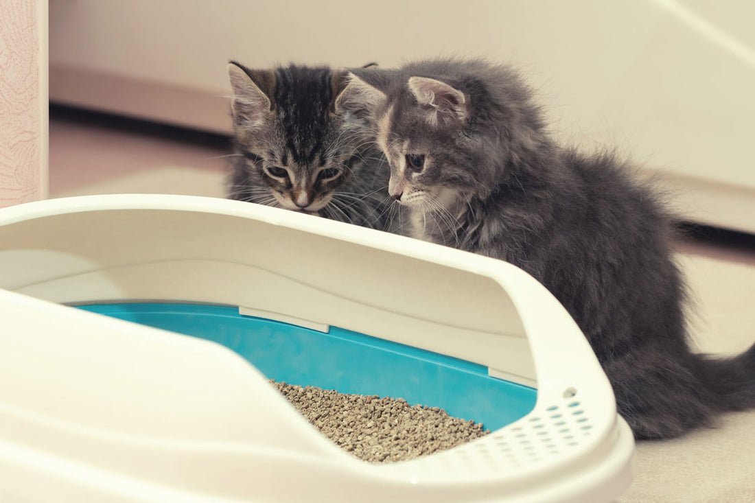 two kittens looking at a litter box