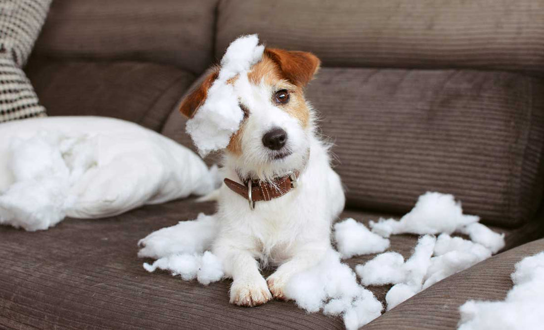 Puppy that has just chewed up a pillow
