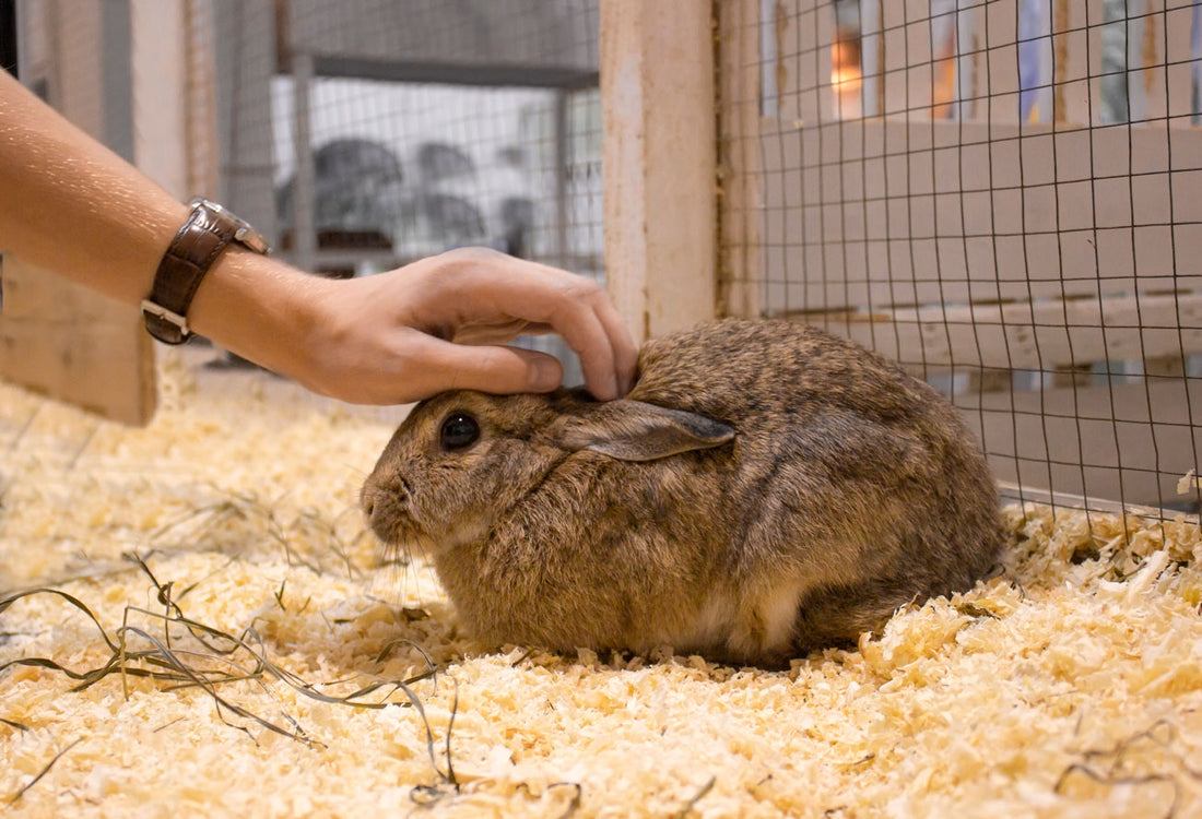 Pet rabbit in rabbit hutch