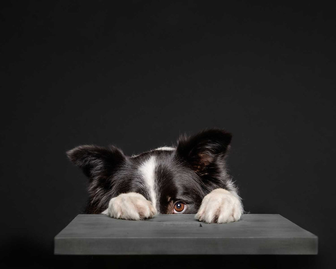 dog frightened by fireworks