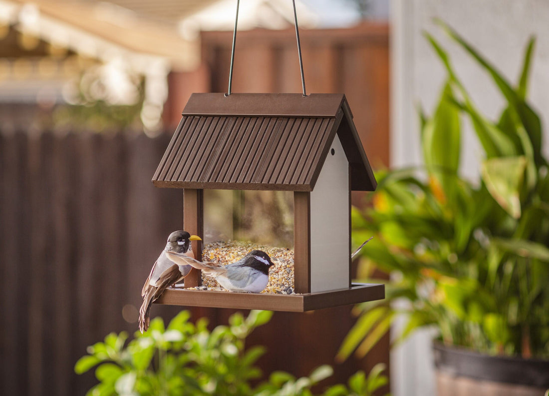 Spring Migration: Get Your Feeders Ready for Feathered Guests!