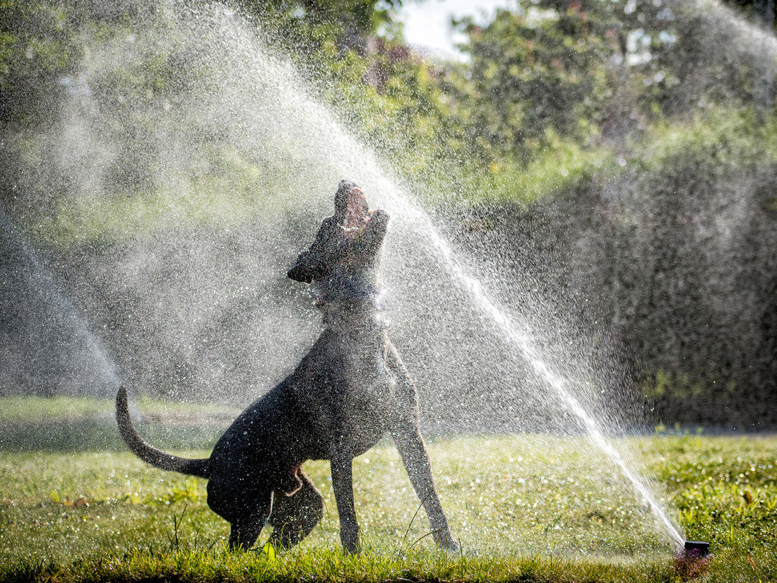 dog playing in sprinkler
