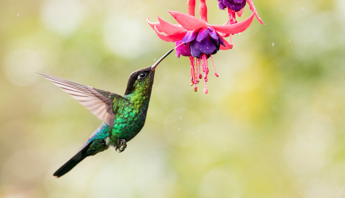 Hummingbird Haven: Attracting These Summer Beauties