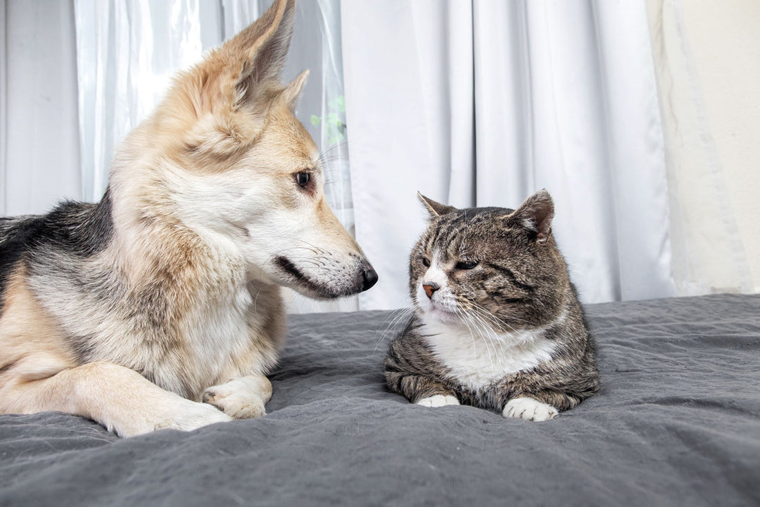 And old Dog looks at an old cat
