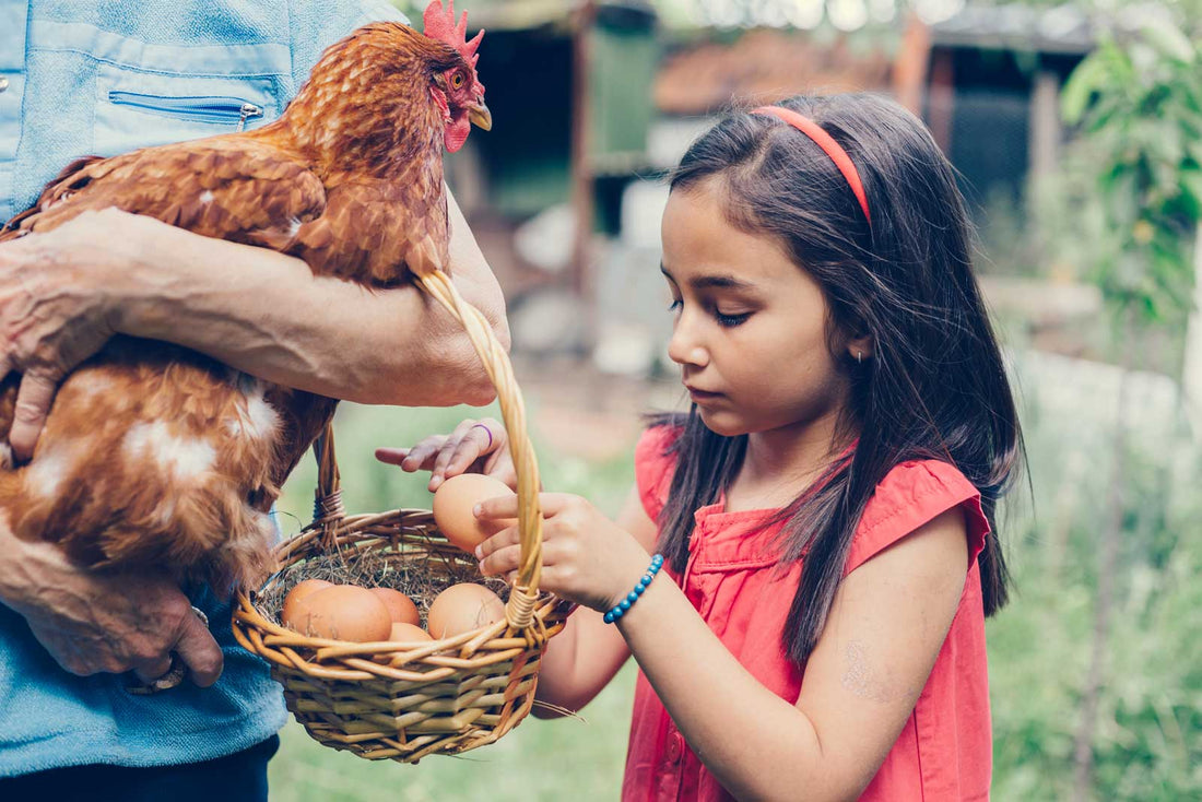 Girl looks at eggs from her pet chickens