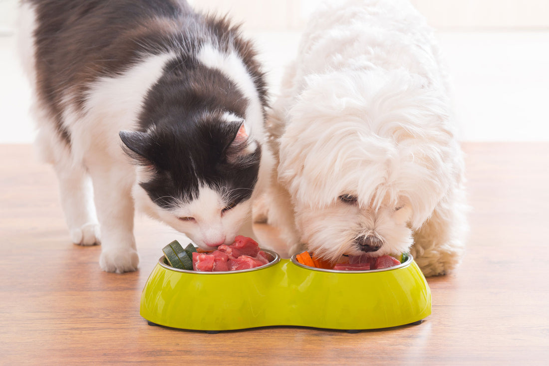 A dog and a cat eating raw meat and vegetables from bowls