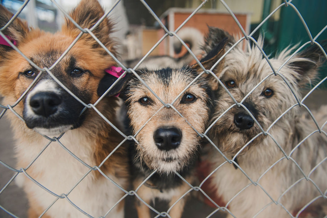 3 dogs in a shelter