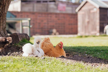 chickens staying cool under a tree