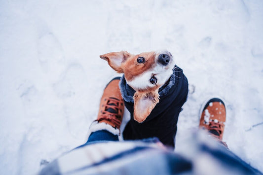 Winter Walks: Protecting Your Dog’s Paws from Ice and Snow
