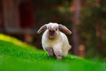 Spring Grazing: Safe Outdoor Time for Rabbits in Blooming Weather