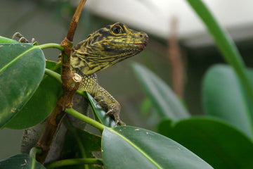 Green, Clean, and Scaly: Safely Adding Live Plants to Your Reptile’s Home