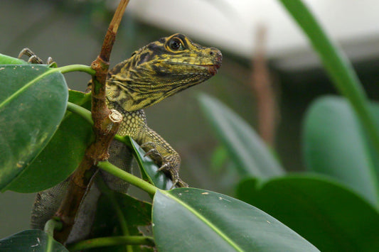 Green, Clean, and Scaly: Safely Adding Live Plants to Your Reptile’s Home