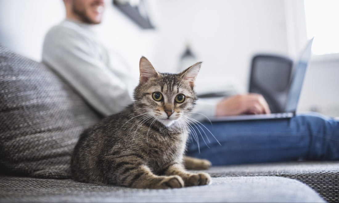 Cat sitting on a couch with his human