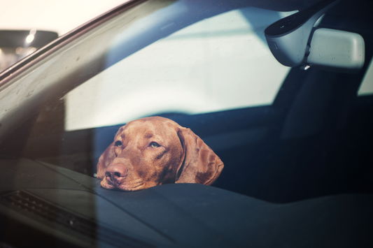 Dog in a hot car