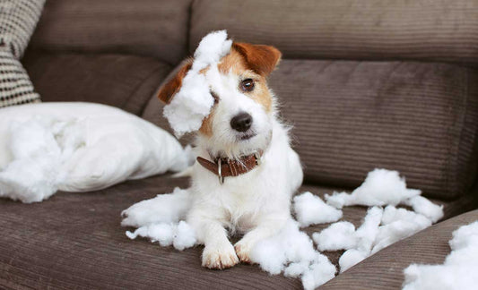 Puppy that has just chewed up a pillow