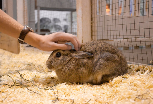 Pet rabbit in rabbit hutch