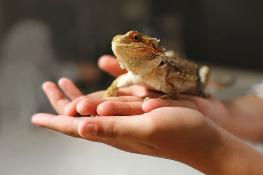 hands holding a pet lizard