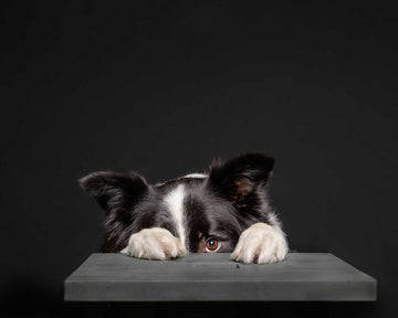 dog frightened by fireworks