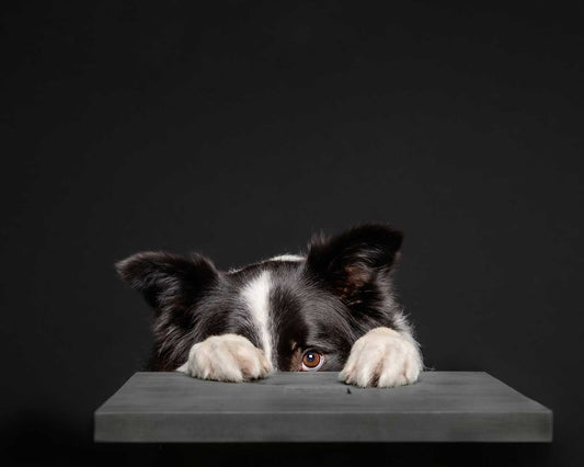 dog frightened by fireworks