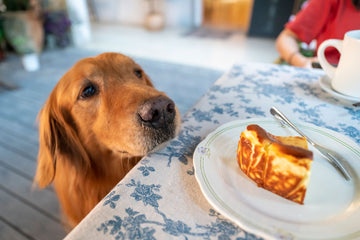 Dog looking up at thanksgiving table
