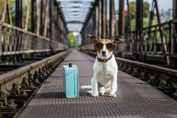 dog with a suitcase wearing sunglasses