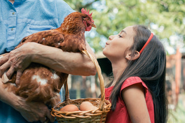 girl looking at brown hen