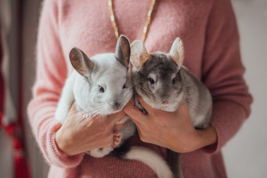 Keeping Chinchillas as Pets: The Good, The Fun, and The Quirky