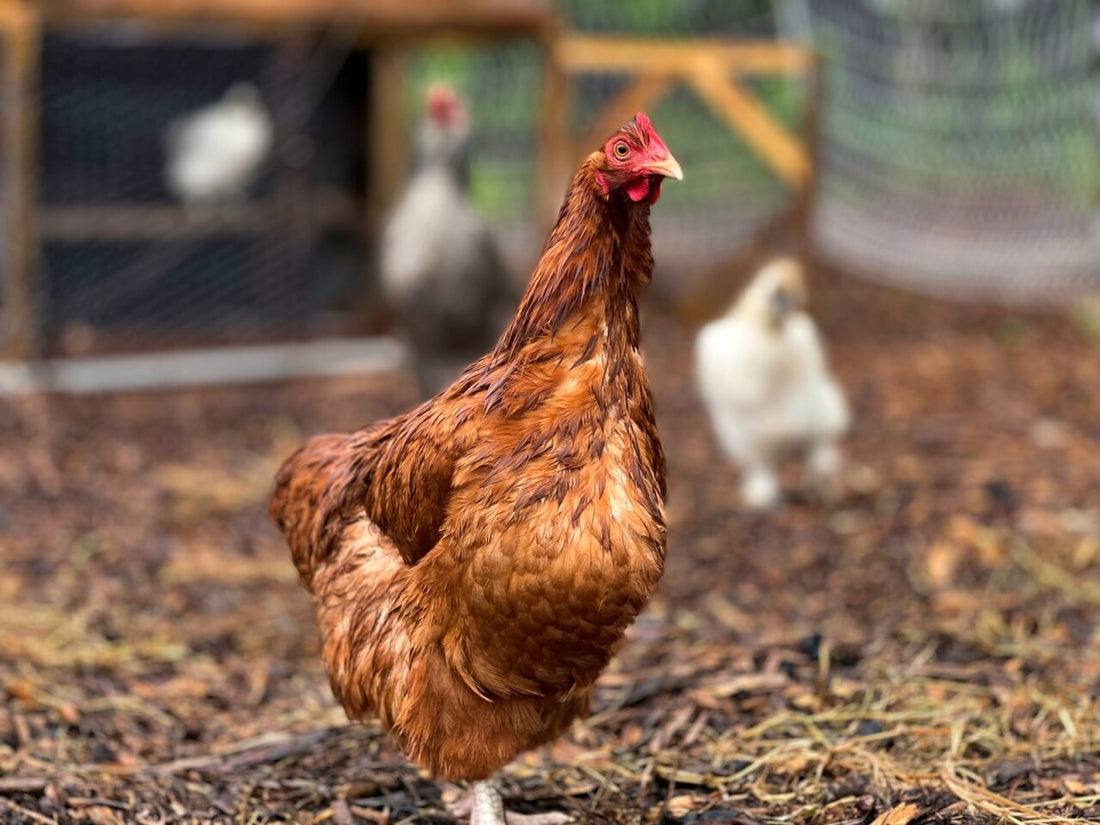 Rainy Days and Muddy Coops: Managing Chickens in Wet Weather