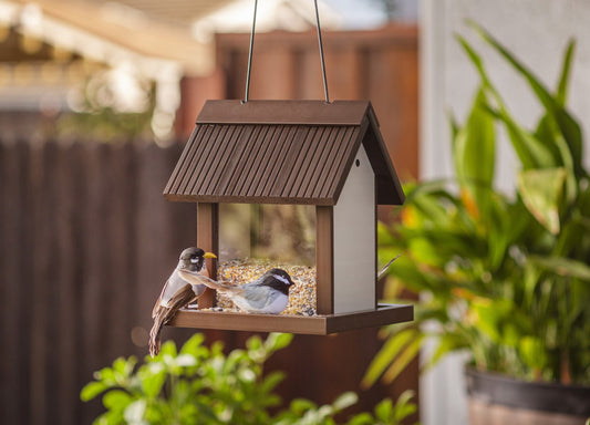 Spring Migration: Get Your Feeders Ready for Feathered Guests!