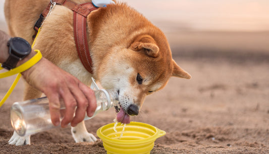 Beach Days and Hikes: Summer Safety Tips for Dogs