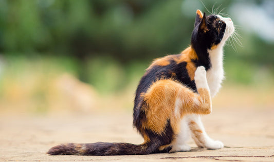 Tick Talk: Protecting Your Outdoor Pets from Fleas and Ticks in Spring