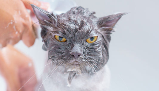 The Cat’s Meow: Grooming Tips for Shedding Season
