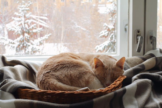 Keeping Your Cat Cozy