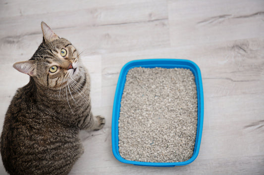 Cat and litter box