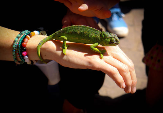Pet Chameleon on a hand