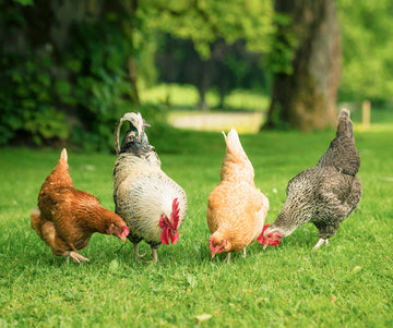 four chickens foraging in the grass