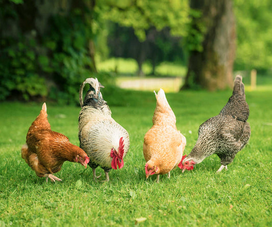 four chickens foraging in the grass