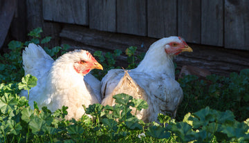 How Chickens Keep Their Cool: Beating the Heat Like Feathered Pros