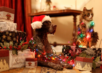 a dog and cat sitting on christmas decorations