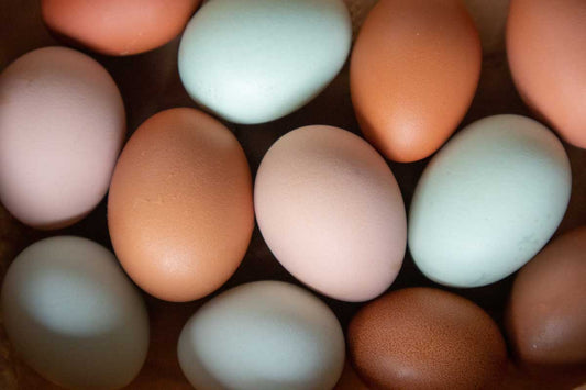different colored chicken eggs