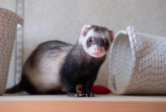 Ferrets as Pets: The Playful, Mischievous, and Adorably Curious Companions!
