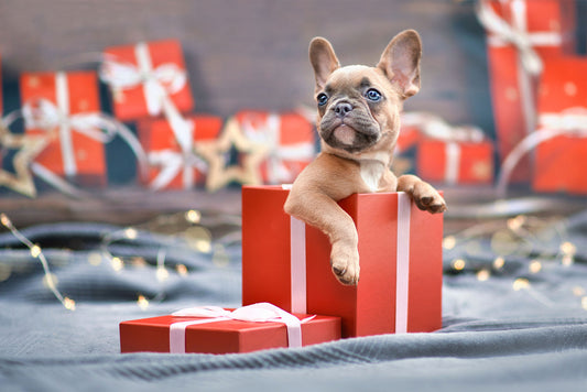 pug puppy in a gift box