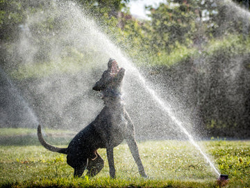 dog playing in sprinkler