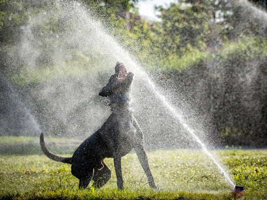 dog playing in sprinkler
