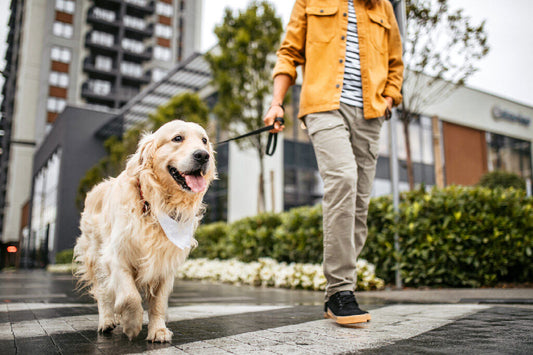 golden retriever on a walk in the city