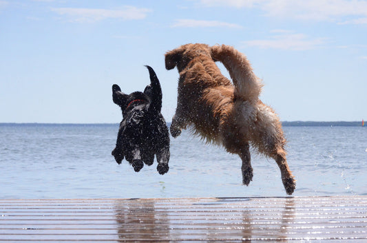 two dogs jumping into water from a dock